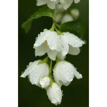 Fresh Jasmine Flowers